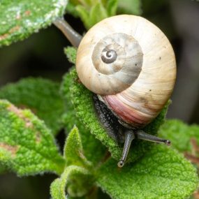 Detailed macro photograph of a snail resting on lush green leaves in Picassent, Spain.